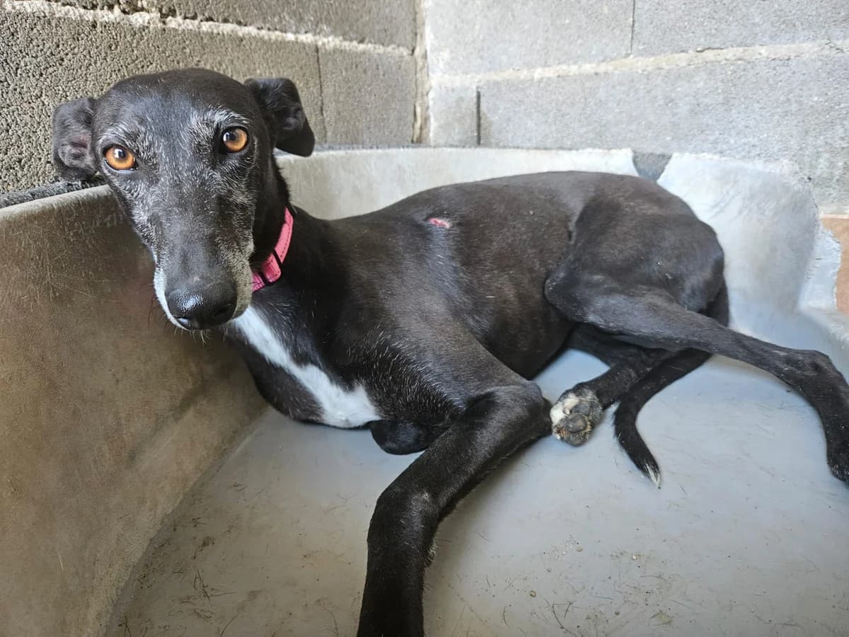 SAETA, female 4yo Galgo Español for adoption at Hrtji Svet, Ljubljana