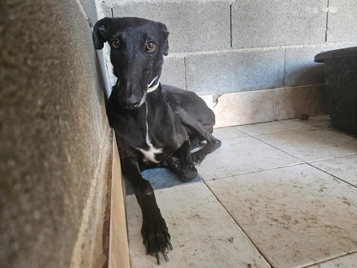 SANA, female 5yo Galgo Español for adoption at Hrtji Svet, Ljubljana