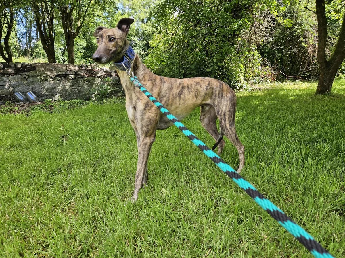 SHOUGUN, male young Greyhound for adoption at Hrtji Svet, Ljubljana