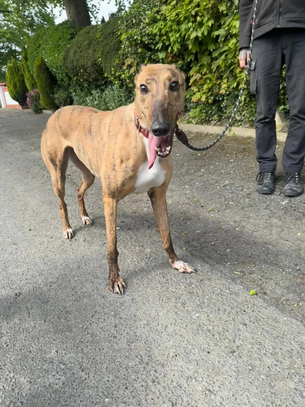 SKY, Greyhound (Hrtji Svet)