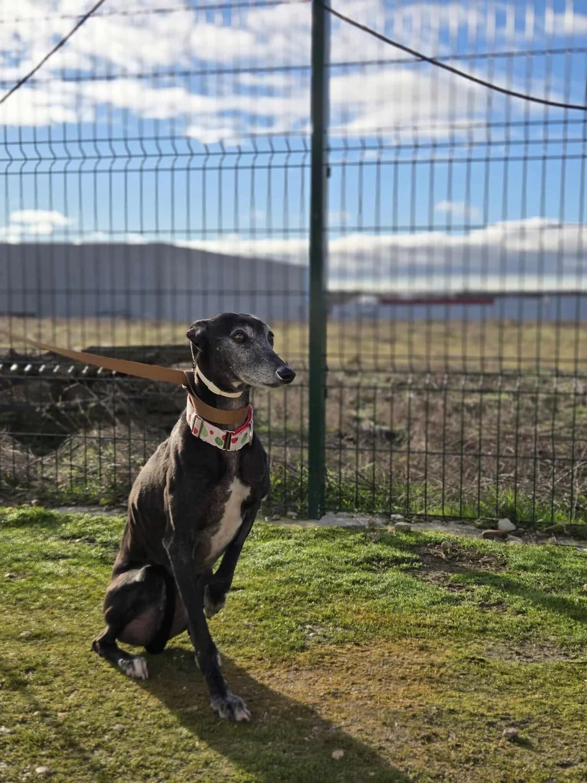 SOFI, female Galgo Español for adoption at Hrtji Svet, Ljubljana