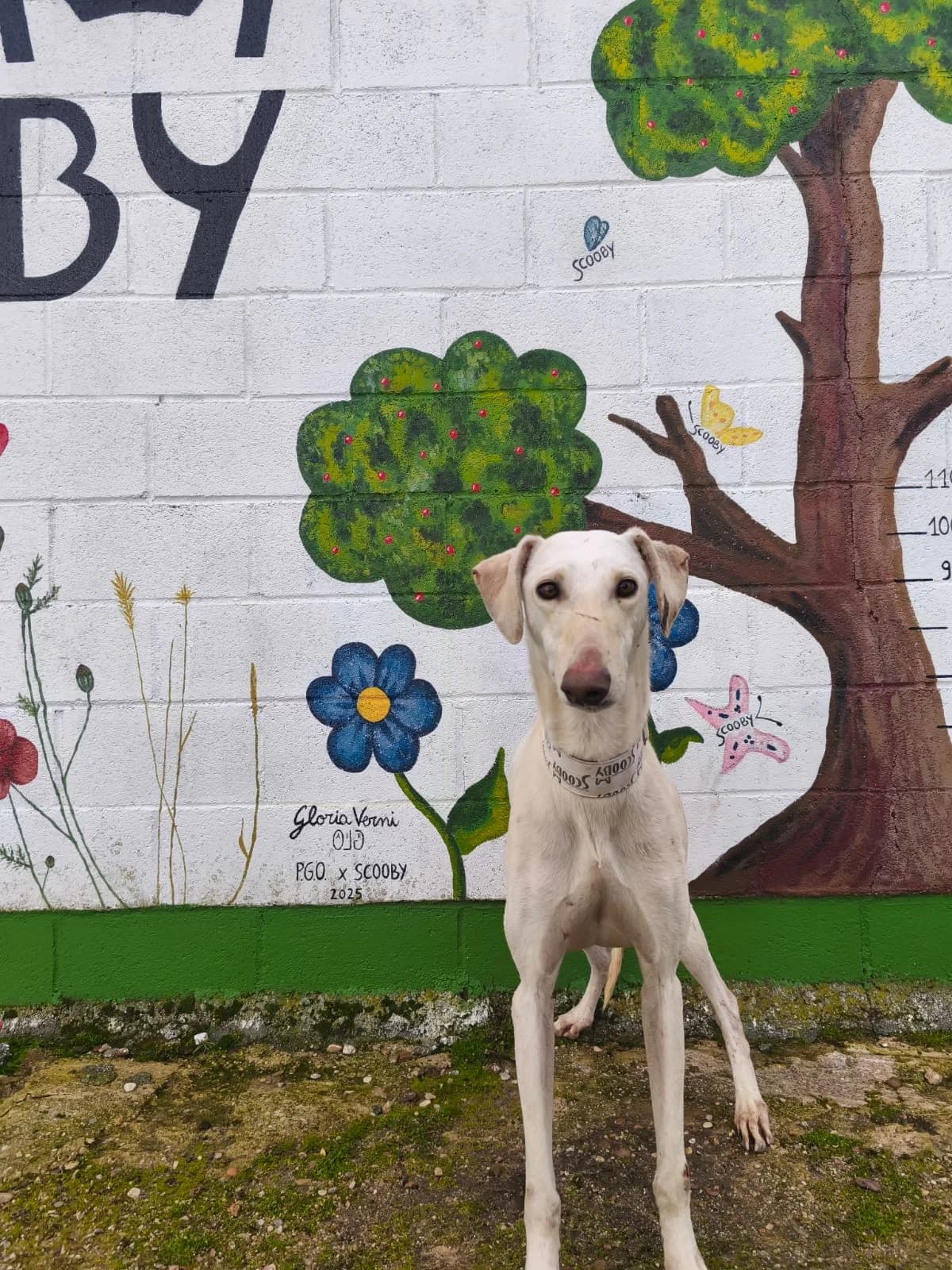 SOLARIS, male 3yo Galgo Español for adoption at Hrtji Svet, Ljubljana