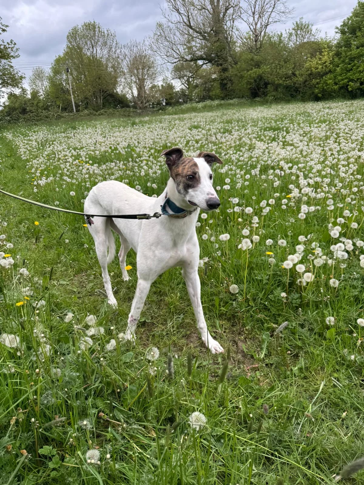 SPENCER, male young Greyhound for adoption at Hrtji Svet, Ljubljana