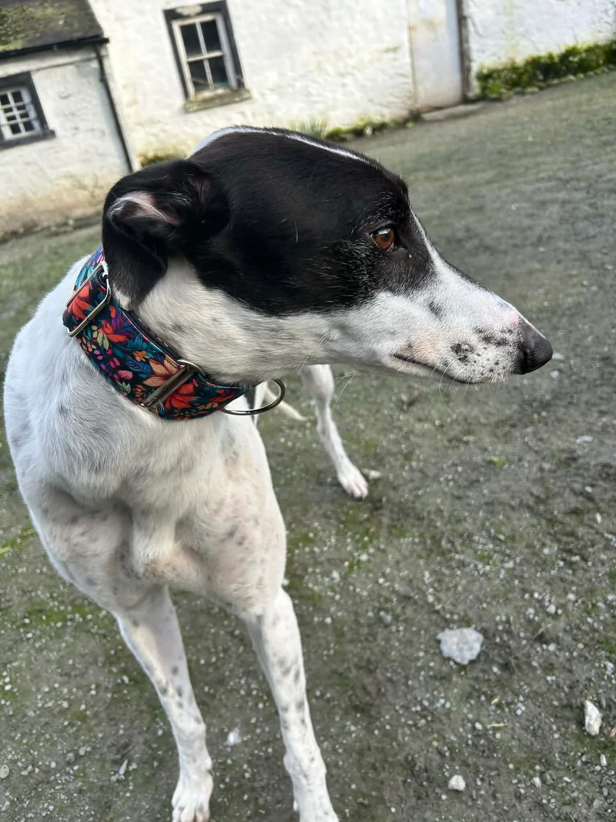 SURGEON, male 3yo Greyhound for adoption at Hrtji Svet, Ljubljana