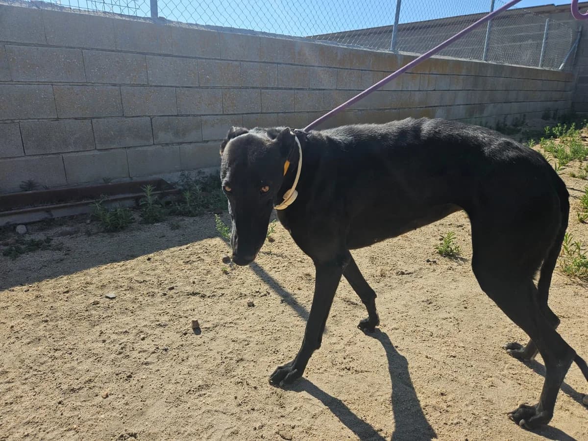 TAKA, female 3yo Galgo Español for adoption at Hrtji Svet, Ljubljana