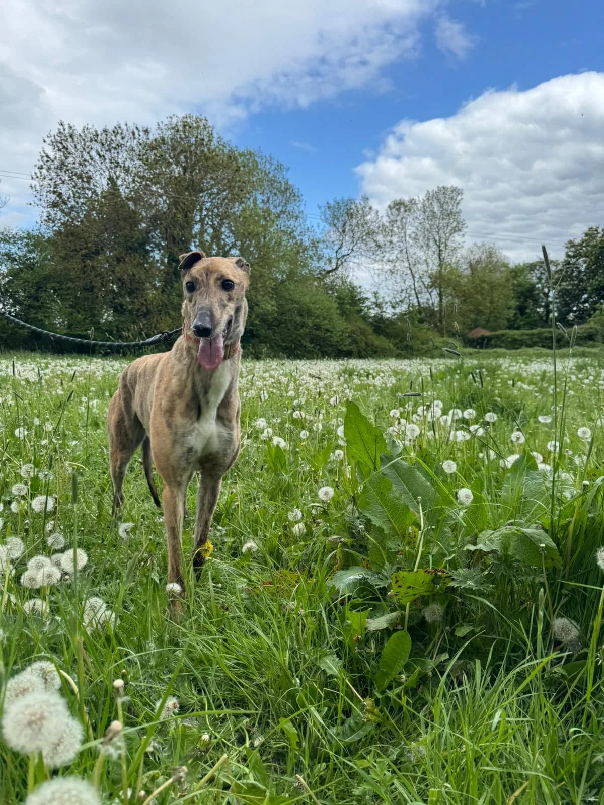 THIRA, female young Greyhound for adoption at Hrtji Svet, Ljubljana
