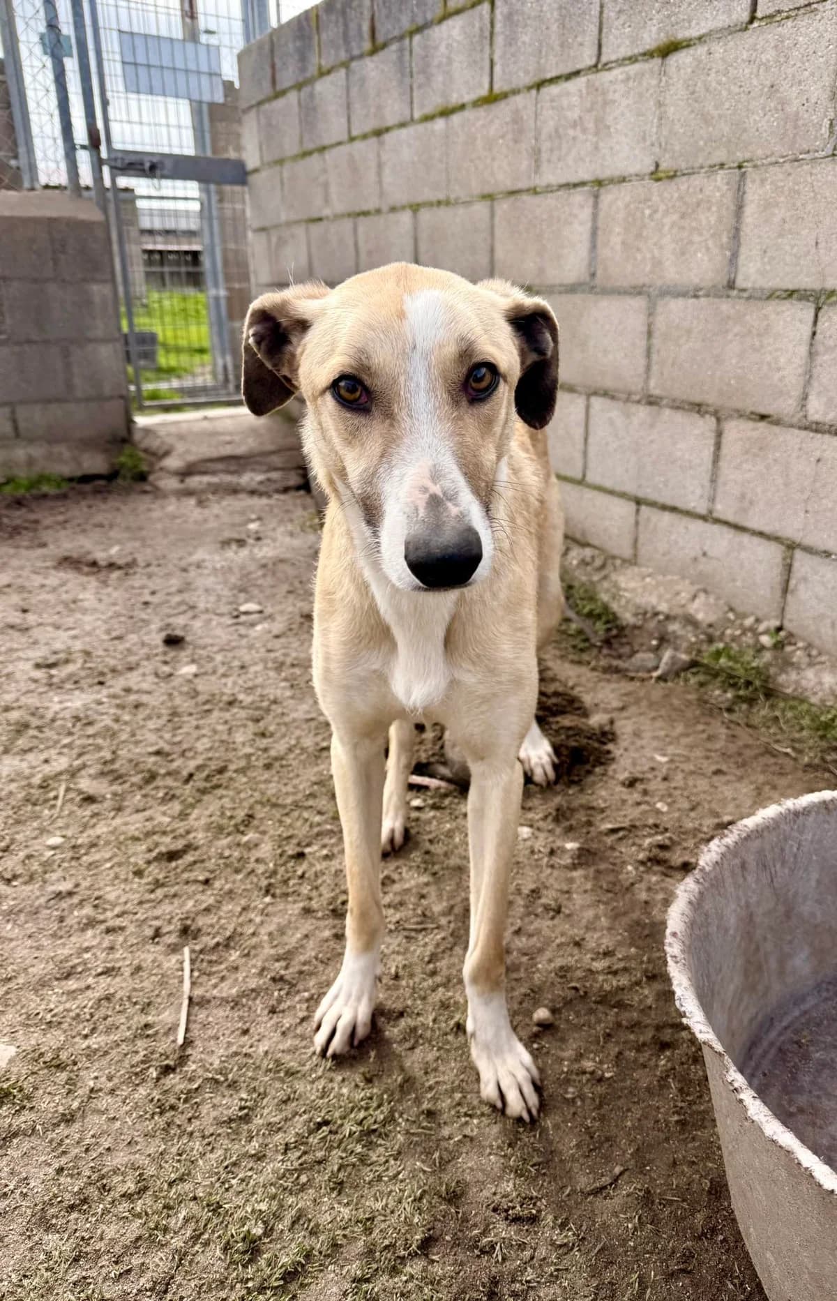 TIK, male young Galgo Español for adoption at Hrtji Svet, Ljubljana