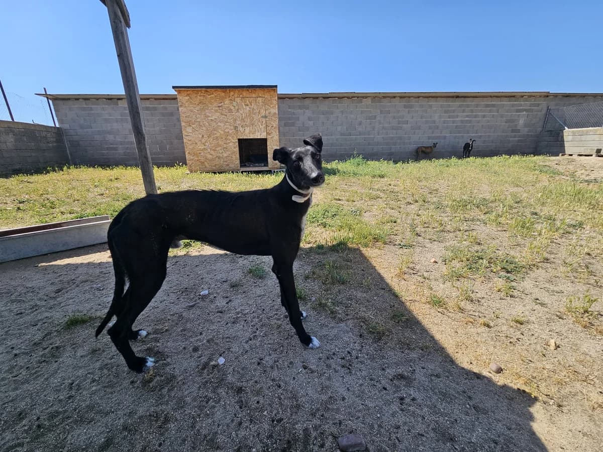 TOBIAS, male young Galgo Español for adoption at Hrtji Svet, Ljubljana