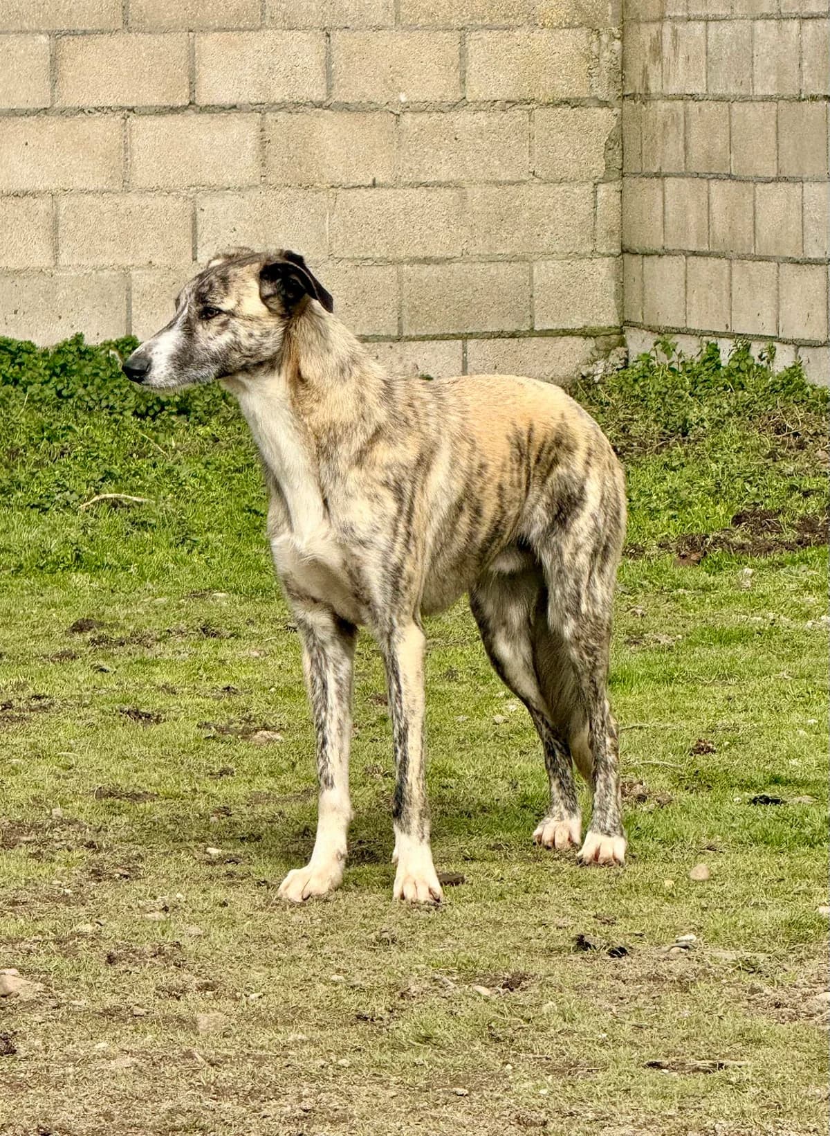 TOK, male young Galgo Español for adoption at Hrtji Svet, Ljubljana