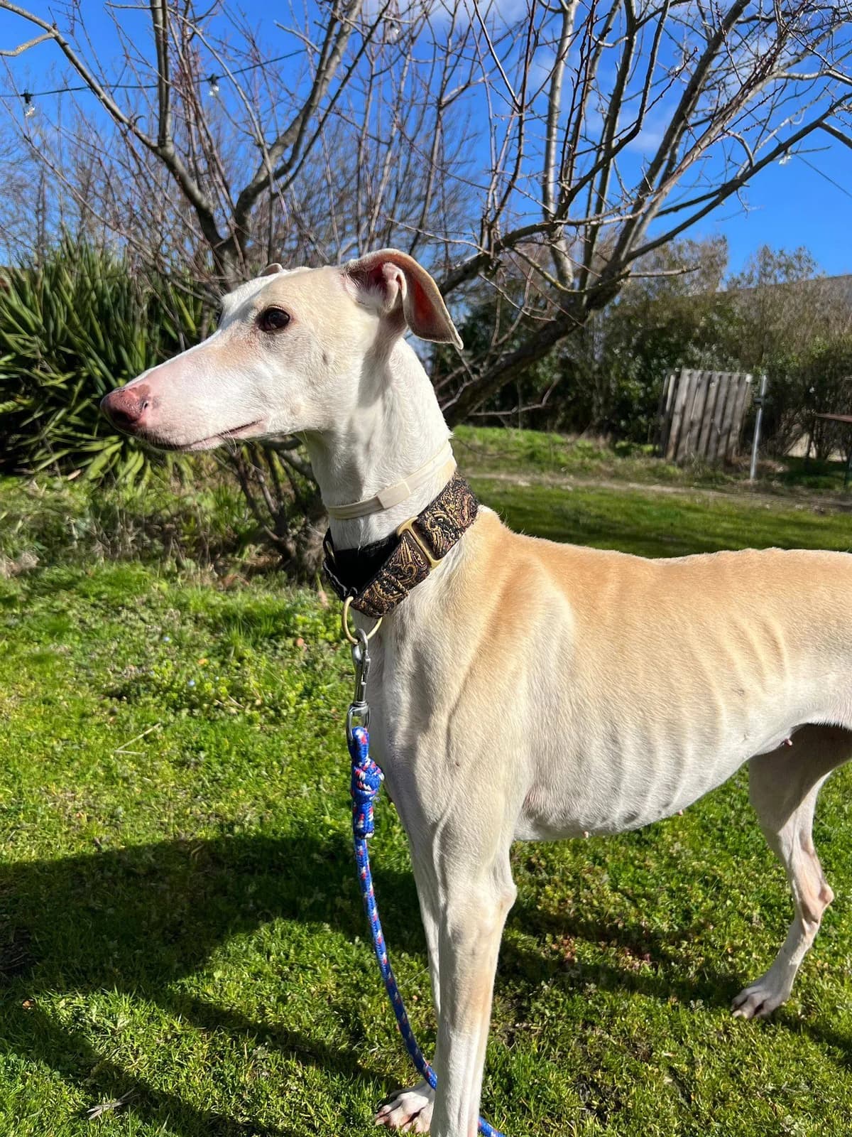 TONA, female 6yo Galgo Español for adoption at Hrtji Svet, Ljubljana