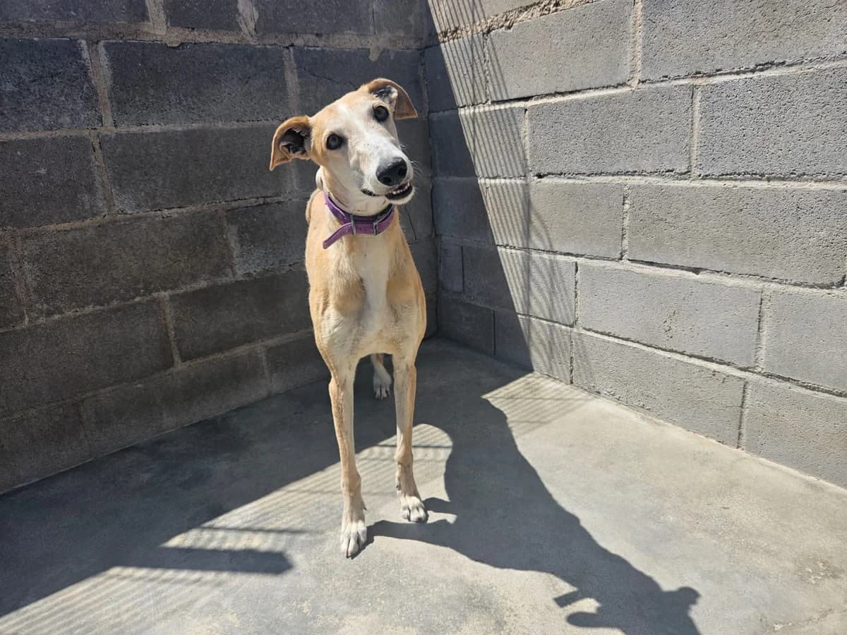 TRAYA, female 5yo Galgo Español for adoption at Hrtji Svet, Ljubljana