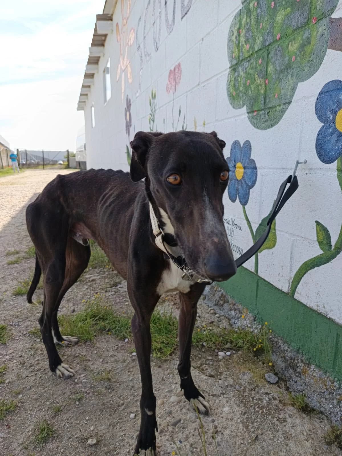 TULI, male young Galgo Español for adoption at Hrtji Svet, Ljubljana
