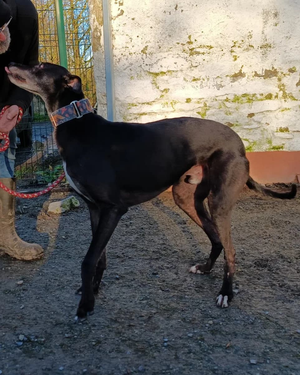 VERNON, male senior Greyhound for adoption at Hrtji Svet, Ljubljana