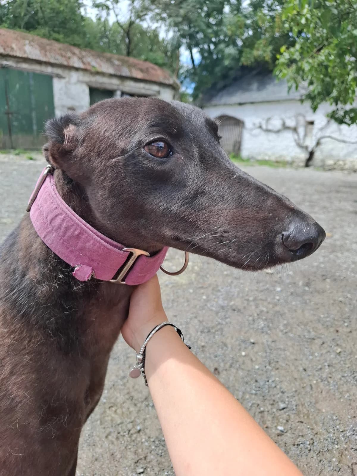 WAPITI, male 3yo Greyhound for adoption at Hrtji Svet, Ljubljana