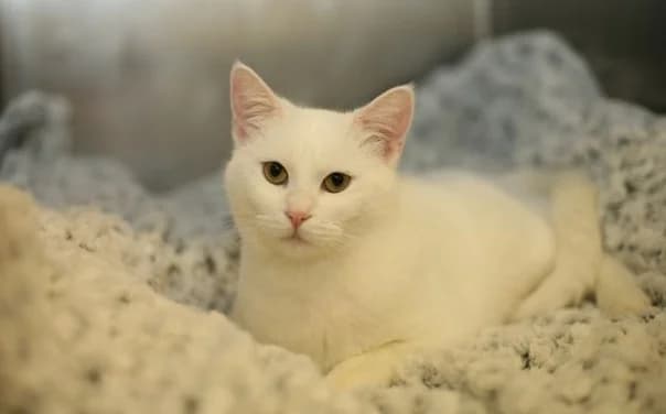 Sneži, female Mixed Breed for adoption at Mačja hiša