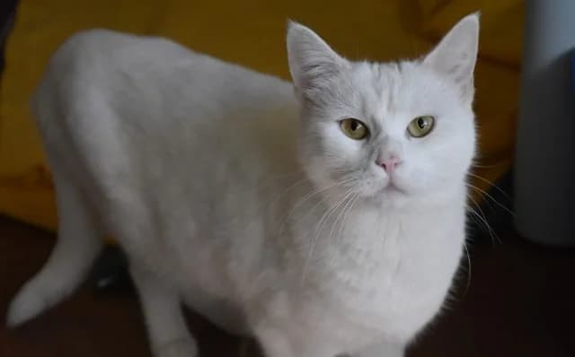 Sneži, female Mixed Breed for adoption at Mačja hiša — photo 2 of 4