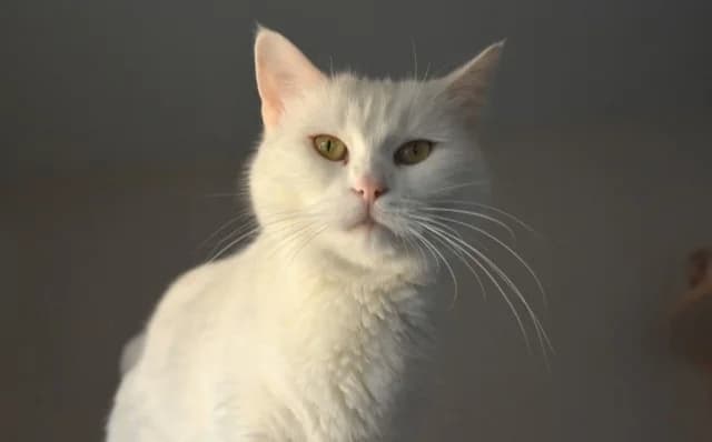 Sneži, female Mixed Breed for adoption at Mačja hiša — photo 3 of 4