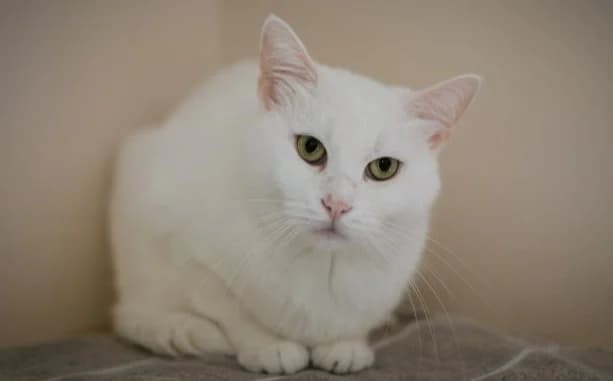 Sneži, female Mixed Breed for adoption at Mačja hiša — photo 4 of 4