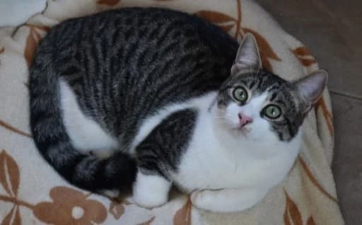 Dimitri, male Mixed Breed for adoption at Mačja hiša