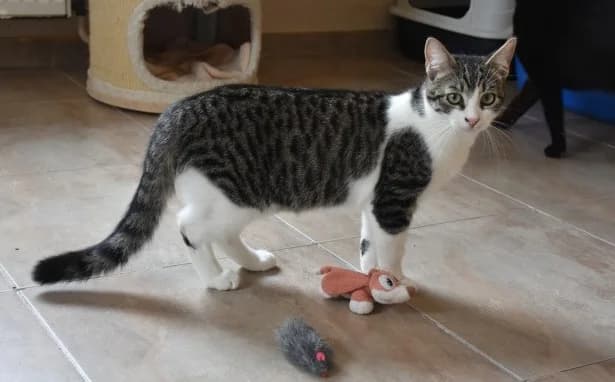 Dimitri, male Mixed Breed for adoption at Mačja hiša — photo 2 of 4