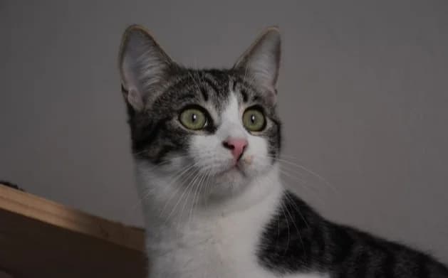 Dimitri, male Mixed Breed for adoption at Mačja hiša — photo 3 of 4