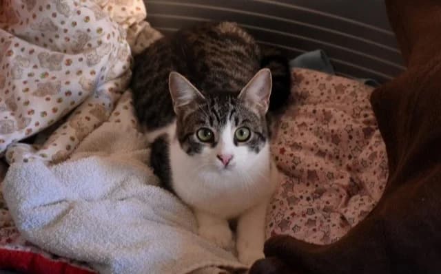 Dimitri, male Mixed Breed for adoption at Mačja hiša — photo 4 of 4