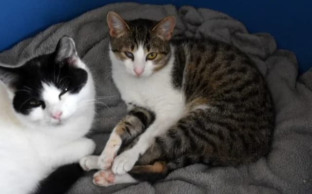 Vučko, male Mixed Breed for adoption at Mačja hiša