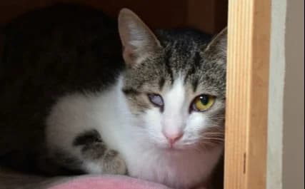 Vučko, male Mixed Breed for adoption at Mačja hiša — photo 2 of 4