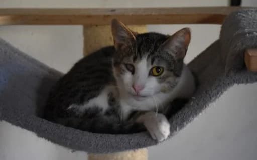 Vučko, male Mixed Breed for adoption at Mačja hiša — photo 3 of 4