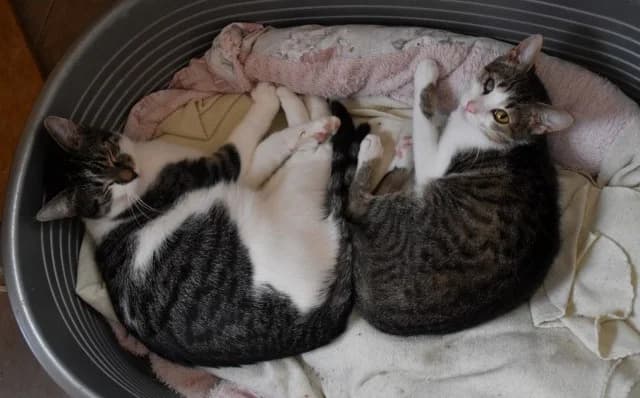 Vučko, male Mixed Breed for adoption at Mačja hiša — photo 4 of 4