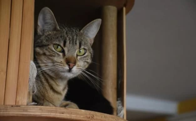 Ula, female Mixed Breed for adoption at Mačja hiša