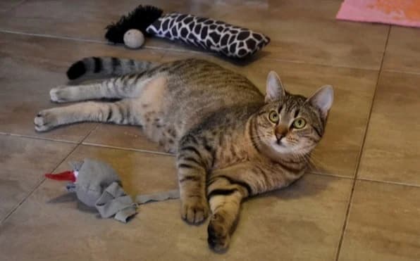 Ula, female Mixed Breed for adoption at Mačja hiša — photo 2 of 4