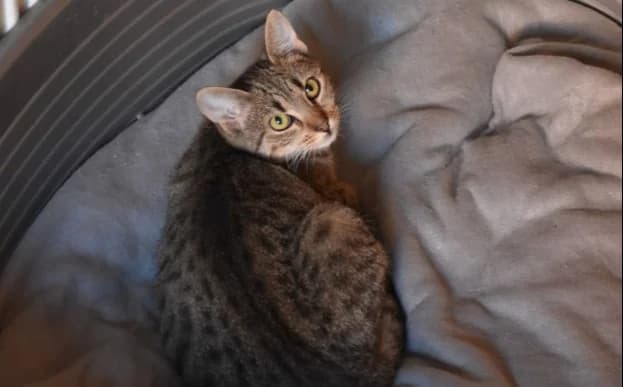 Ula, female Mixed Breed for adoption at Mačja hiša — photo 3 of 4