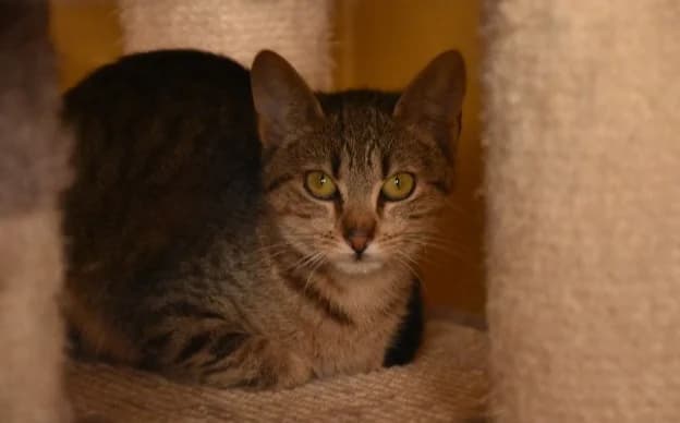 Ula, female Mixed Breed for adoption at Mačja hiša — photo 4 of 4