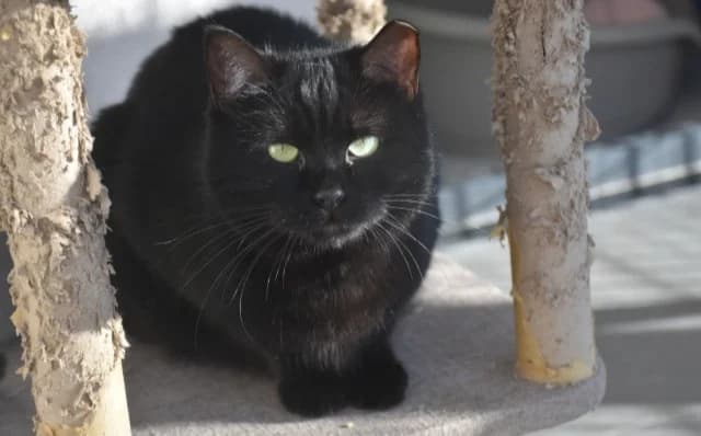 Lea, female Mixed Breed for adoption at Mačja hiša — photo 2 of 4