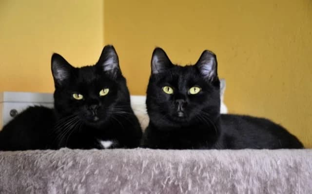 Lea, female Mixed Breed for adoption at Mačja hiša — photo 3 of 4