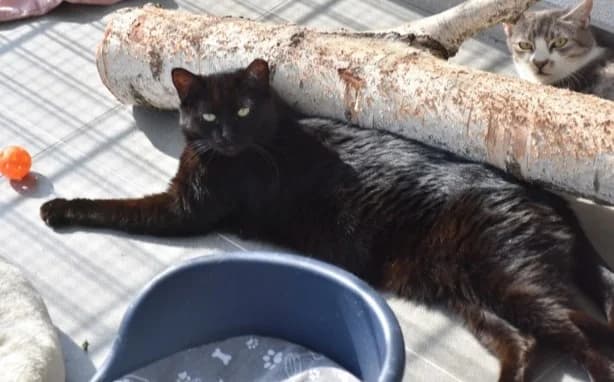 Lea, female Mixed Breed for adoption at Mačja hiša — photo 4 of 4