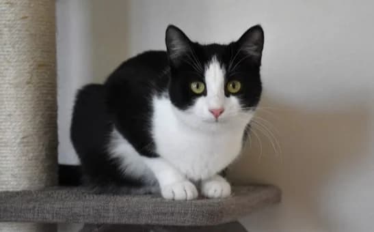 Roxy, female Mixed Breed for adoption at Mačja hiša