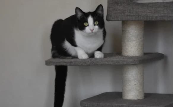 Roxy, female Mixed Breed for adoption at Mačja hiša — photo 2 of 4