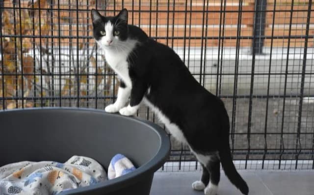 Roxy, female Mixed Breed for adoption at Mačja hiša — photo 3 of 4