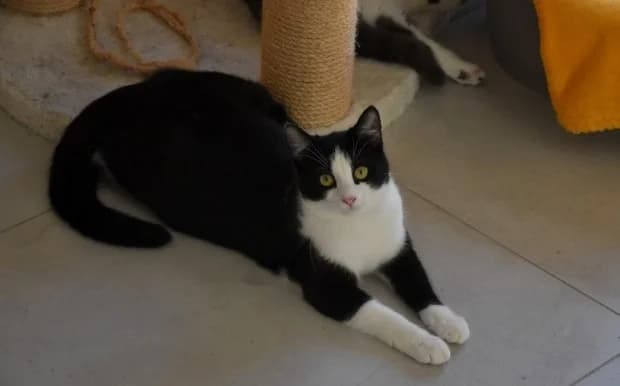 Roxy, female Mixed Breed for adoption at Mačja hiša — photo 4 of 4