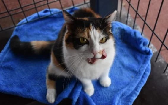 Daisy, female Mixed Breed for adoption at Mačja hiša