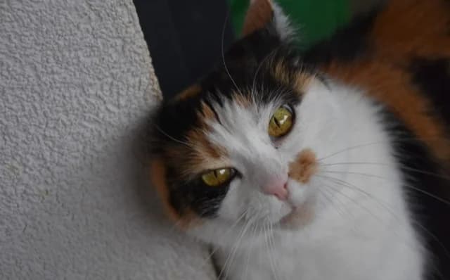 Daisy, female Mixed Breed for adoption at Mačja hiša — photo 2 of 4