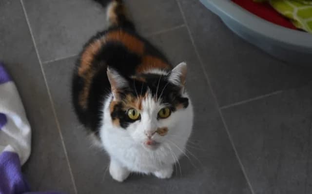 Daisy, female Mixed Breed for adoption at Mačja hiša — photo 3 of 4