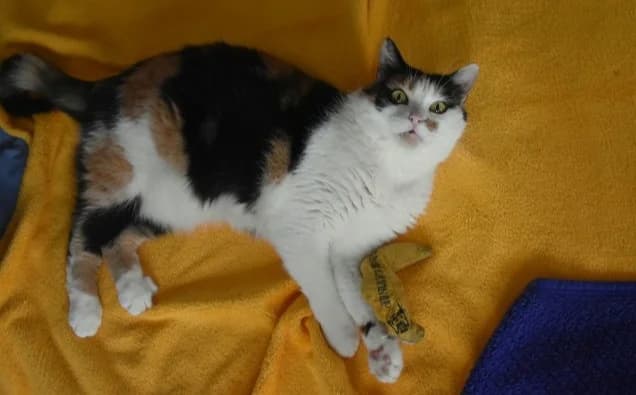 Daisy, female Mixed Breed for adoption at Mačja hiša — photo 4 of 4