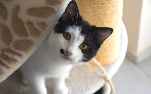 Demeter, male Mixed Breed for adoption at Mačja hiša