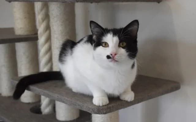 Demeter, male Mixed Breed for adoption at Mačja hiša — photo 2 of 4