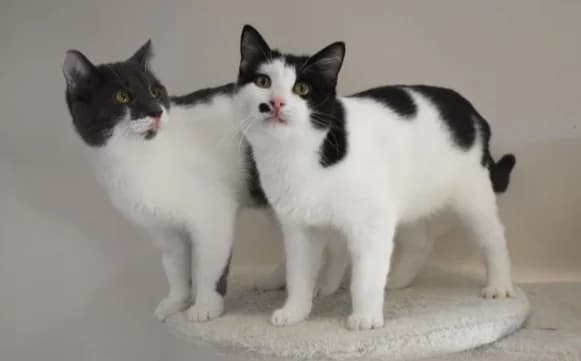 Demeter, male Mixed Breed for adoption at Mačja hiša — photo 3 of 4