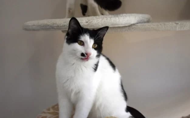 Demeter, male Mixed Breed for adoption at Mačja hiša — photo 4 of 4