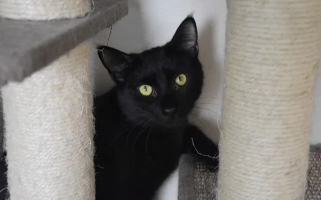 Thor, male Mixed Breed for adoption at Mačja hiša